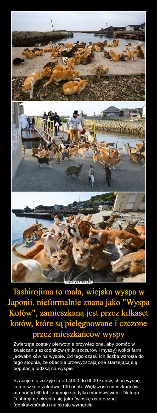 Tashirojima to mała, wiejska wyspa w Japonii, nieformalnie znana jako "Wyspa Kotów", zamieszkana jest przez kilkaset kotów, które są pielęgnowane i czczone przez mieszkańców wyspy