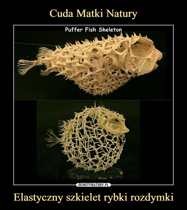Cuda Matki Natury Elastyczny szkielet rybki rozdymki