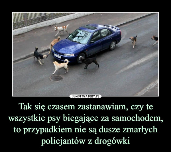 Tak się czasem zastanawiam, czy te wszystkie psy biegające za samochodem, to przypadkiem nie są dusze zmarłych policjantów z drogówki –  