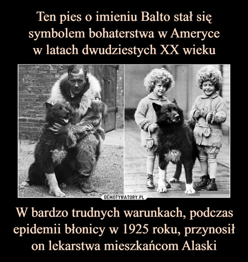 Ten pies o imieniu Balto stał się symbolem bohaterstwa w Ameryce
w latach dwudziestych XX wieku W bardzo trudnych warunkach, podczas epidemii błonicy w 1925 roku, przynosił on lekarstwa mieszkańcom Alaski