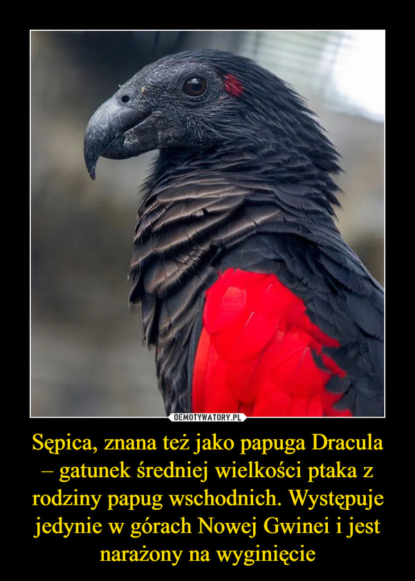Sępica, znana też jako papuga Dracula– gatunek średniej wielkości ptaka z rodziny papug wschodnich. Występuje jedynie w górach Nowej Gwinei i jest narażony na wyginięcie –  