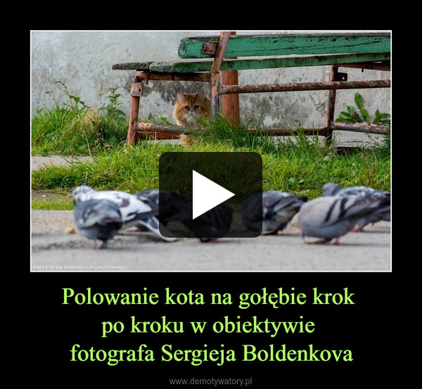 Polowanie kota na gołębie krok po kroku w obiektywie fotografa Sergieja Boldenkova –  