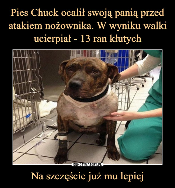 Pies Chuck ocalił swoją panią przed atakiem nożownika. W wyniku walki ucierpiał - 13 ran kłutych Na szczęście już mu lepiej