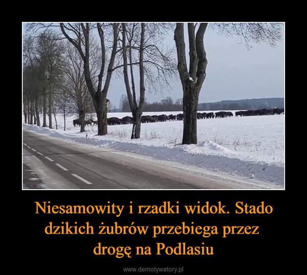 Niesamowity i rzadki widok. Stado dzikich żubrów przebiega przez drogę na Podlasiu –  