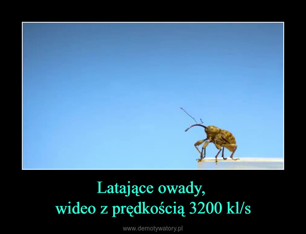 Latające owady, wideo z prędkością 3200 kl/s –  