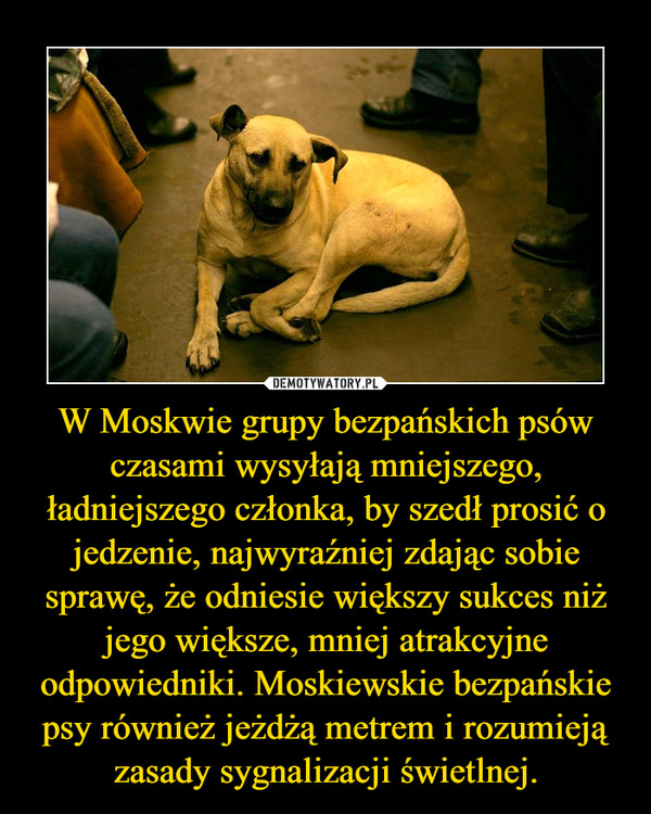 W Moskwie grupy bezpańskich psów czasami wysyłają mniejszego, ładniejszego członka, by szedł prosić o jedzenie, najwyraźniej zdając sobie sprawę, że odniesie większy sukces niż jego większe, mniej atrakcyjne odpowiedniki. Moskiewskie bezpańskie psy również jeżdżą metrem i rozumieją zasady sygnalizacji świetlnej.