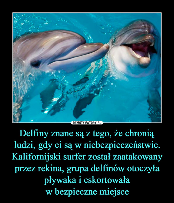 Delfiny znane są z tego, że chronią
ludzi, gdy ci są w niebezpieczeństwie. Kalifornijski surfer został zaatakowany przez rekina, grupa delfinów otoczyła pływaka i eskortowała
w bezpieczne miejsce