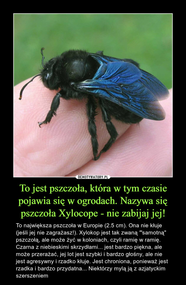 To jest pszczoła, która w tym czasie pojawia się w ogrodach. Nazywa się pszczoła Xylocope - nie zabijaj jej! – To największa pszczoła w Europie (2.5 cm). Ona nie kłuje (jeśli jej nie zagrażasz!). Xylokop jest tak zwaną ′"samotną" pszczołą, ale może żyć w koloniach, czyli ramię w ramię. Czarna z niebieskimi skrzydłami... jest bardzo piękna, ale może przerażać, jej lot jest szybki i bardzo głośny, ale nie jest agresywny i rzadko kłuje. Jest chroniona, ponieważ jest rzadka i bardzo przydatna... Niektórzy mylą ją z azjatyckim szerszeniem 