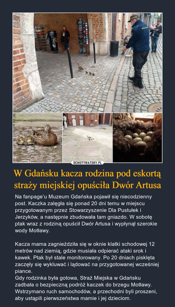 W Gdańsku kacza rodzina pod eskortą straży miejskiej opuściła Dwór Artusa