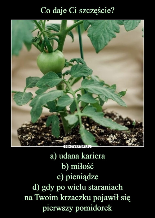 Co daje Ci szczęście? a) udana kariera
b) miłość
c) pieniądze
d) gdy po wielu staraniach
na Twoim krzaczku pojawił się
pierwszy pomidorek