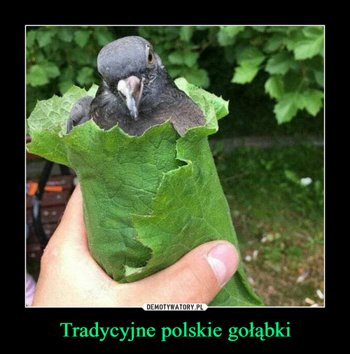 Tradycyjne polskie gołąbki