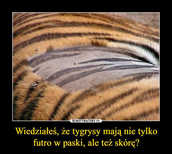 Wiedziałeś, że tygrysy mają nie tylko futro w paski, ale też skórę?