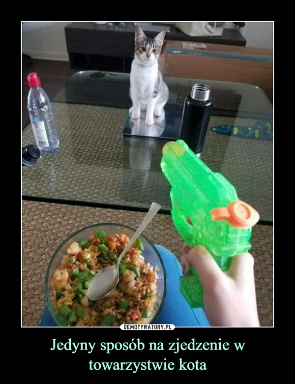 Jedyny sposób na zjedzenie w towarzystwie kota