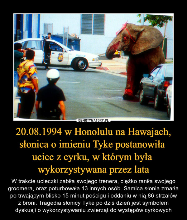 20.08.1994 w Honolulu na Hawajach, słonica o imieniu Tyke postanowiła uciec z cyrku, w którym była wykorzystywana przez lata – W trakcie ucieczki zabiła swojego trenera, ciężko raniła swojego groomera, oraz poturbowała 13 innych osób. Samica słonia zmarła po trwającym blisko 15 minut pościgu i oddaniu w nią 86 strzałów z broni. Tragedia słonicy Tyke po dziś dzień jest symbolem dyskusji o wykorzystywaniu zwierząt do występów cyrkowych 