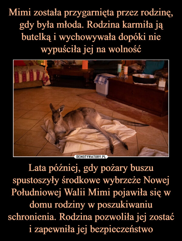 Lata później, gdy pożary buszu spustoszyły środkowe wybrzeże Nowej Południowej Walii Mimi pojawiła się w domu rodziny w poszukiwaniu schronienia. Rodzina pozwoliła jej zostać i zapewniła jej bezpieczeństwo –  