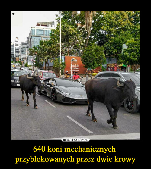 640 koni mechanicznych 
przyblokowanych przez dwie krowy