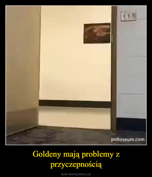Goldeny mają problemy z przyczepnością –  