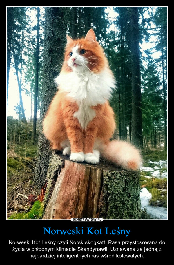 Norweski Kot Leśny
