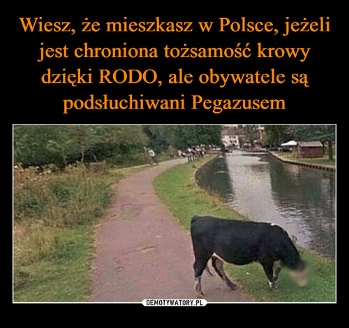 Wiesz, że mieszkasz w Polsce, jeżeli jest chroniona tożsamość krowy dzięki RODO, ale obywatele są podsłuchiwani Pegazusem