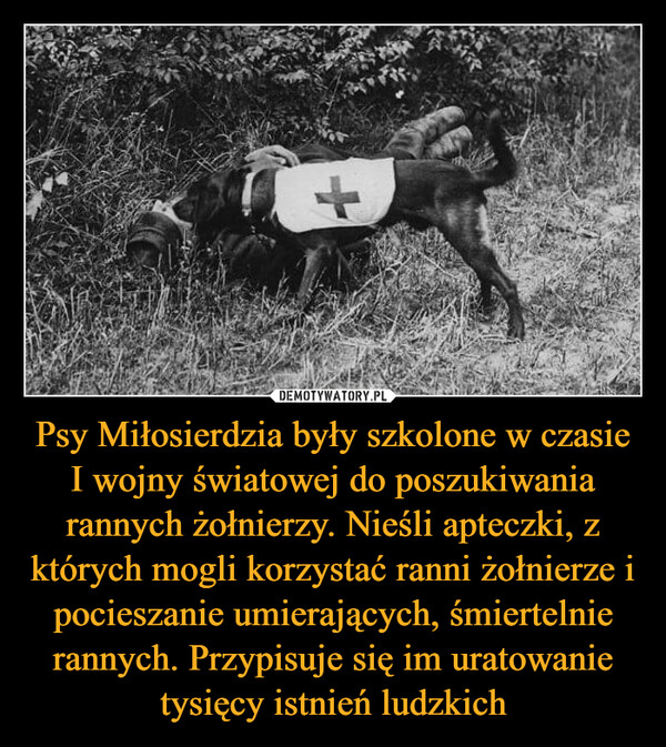 Psy Miłosierdzia były szkolone w czasie I wojny światowej do poszukiwania rannych żołnierzy. Nieśli apteczki, z których mogli korzystać ranni żołnierze i pocieszanie umierających, śmiertelnie rannych. Przypisuje się im uratowanie tysięcy istnień ludzkich