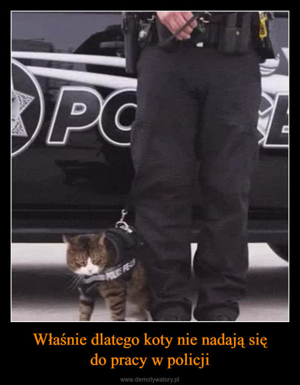 Właśnie dlatego koty nie nadają siędo pracy w policji –  