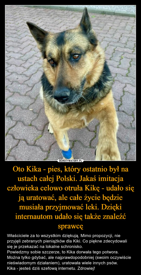 Oto Kika - pies, który ostatnio był na ustach całej Polski. Jakaś imitacja człowieka celowo otruła Kikę - udało się ją uratować, ale całe życie będzie musiała przyjmować leki. Dzięki internautom udało się także znaleźć sprawcę