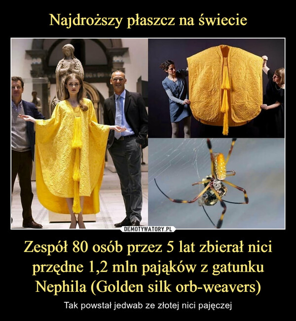 Najdroższy płaszcz na świecie Zespół 80 osób przez 5 lat zbierał nici przędne 1,2 mln pająków z gatunku Nephila (Golden silk orb-weavers)