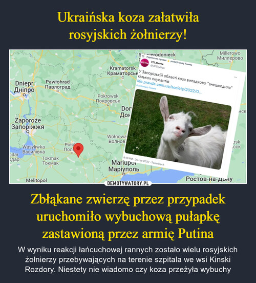 Ukraińska koza załatwiła
rosyjskich żołnierzy! Zbłąkane zwierzę przez przypadek uruchomiło wybuchową pułapkę zastawioną przez armię Putina
