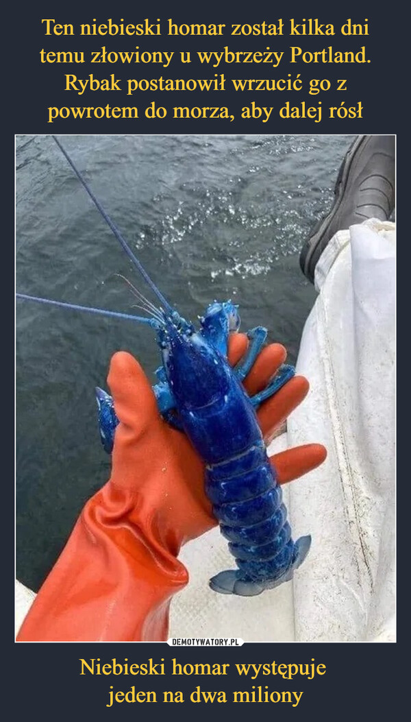 Niebieski homar występuje jeden na dwa miliony –  