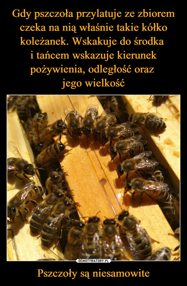 Pszczoły są niesamowite –  