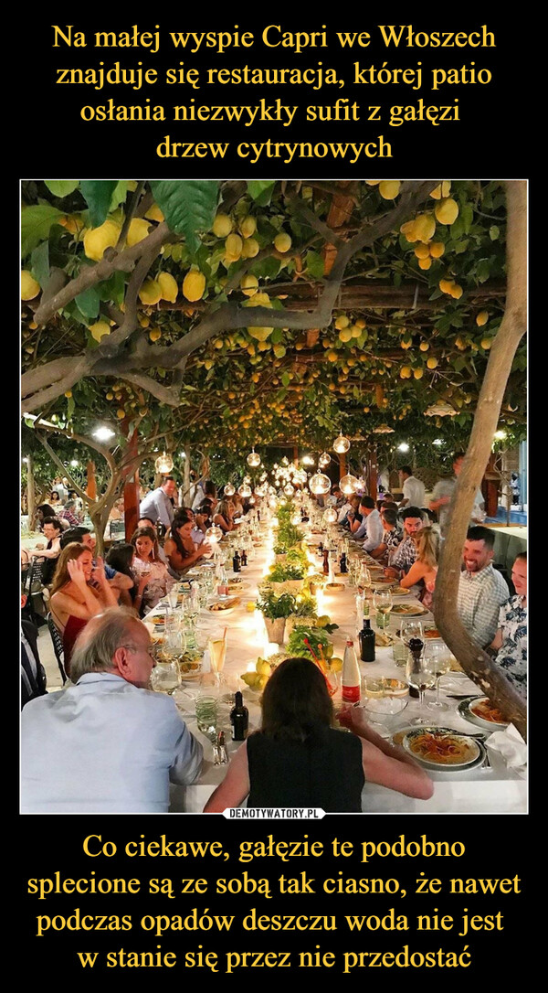 Na małej wyspie Capri we Włoszech znajduje się restauracja, której patio osłania niezwykły sufit z gałęzi 
drzew cytrynowych Co ciekawe, gałęzie te podobno splecione są ze sobą tak ciasno, że nawet podczas opadów deszczu woda nie jest 
w stanie się przez nie przedostać