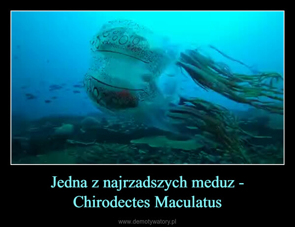 Jedna z najrzadszych meduz - Chirodectes Maculatus –  
