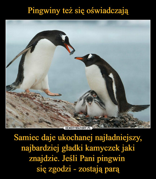 Pingwiny też się oświadczają Samiec daje ukochanej najładniejszy, najbardziej gładki kamyczek jaki znajdzie. Jeśli Pani pingwin 
się zgodzi - zostają parą