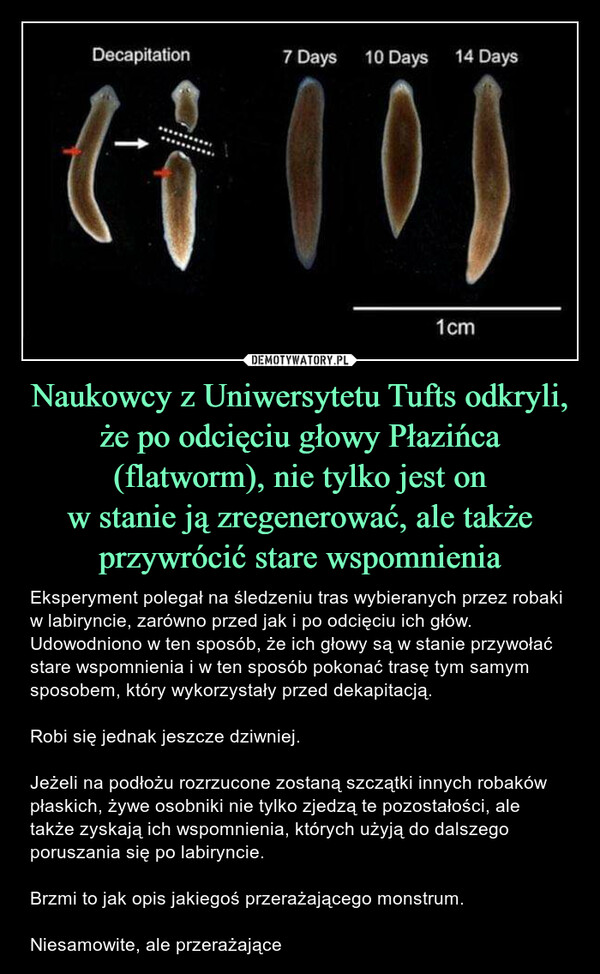 Naukowcy z Uniwersytetu Tufts odkryli, że po odcięciu głowy Płazińca (flatworm), nie tylko jest on
w stanie ją zregenerować, ale także przywrócić stare wspomnienia