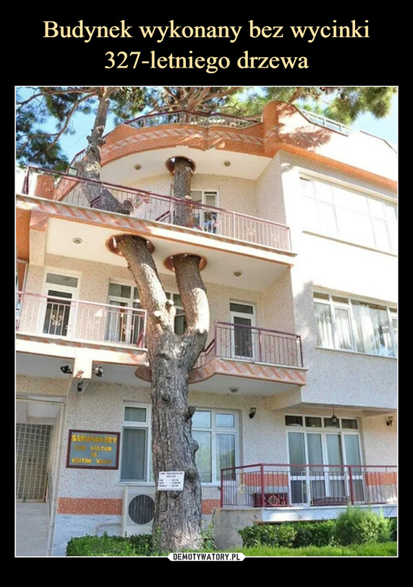 Budynek wykonany bez wycinki 327-letniego drzewa