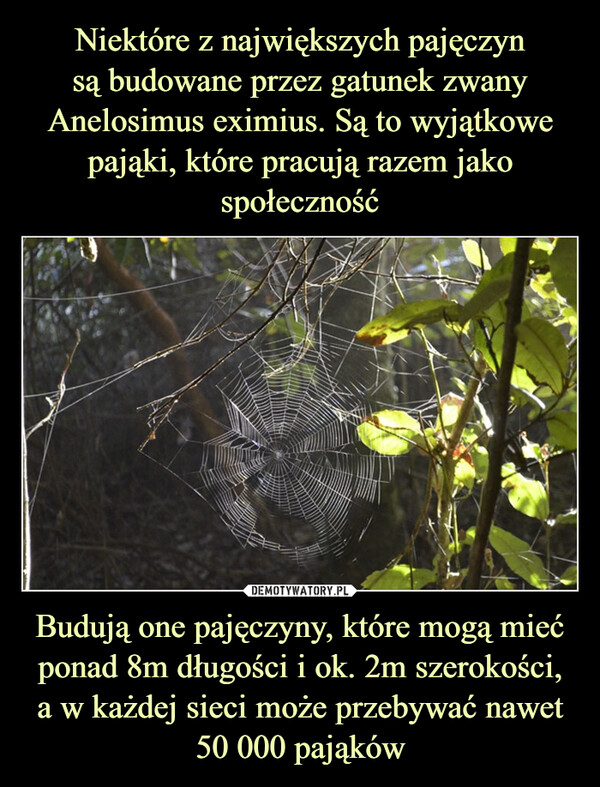 Niektóre z największych pajęczyn
są budowane przez gatunek zwany Anelosimus eximius. Są to wyjątkowe pająki, które pracują razem jako społeczność Budują one pajęczyny, które mogą mieć ponad 8m długości i ok. 2m szerokości,
a w każdej sieci może przebywać nawet
50 000 pająków