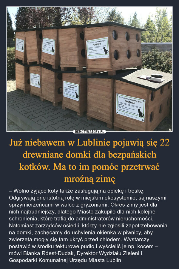 Już niebawem w Lublinie pojawią się 22 drewniane domki dla bezpańskich kotków. Ma to im pomóc przetrwać mroźną zimę
