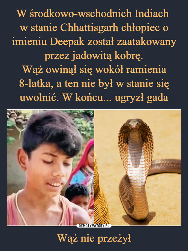 Wąż nie przeżył –  
