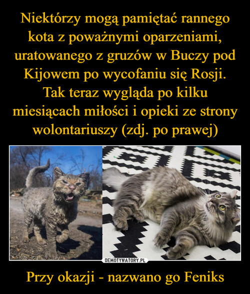 Niektórzy mogą pamiętać rannego kota z poważnymi oparzeniami, uratowanego z gruzów w Buczy pod Kijowem po wycofaniu się Rosji. Tak teraz wygląda po kilku miesiącach miłości i opieki ze strony wolontariuszy (zdj. po prawej) Przy okazji - nazwano go Feniks