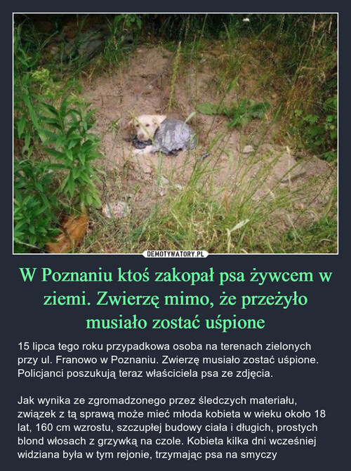 W Poznaniu ktoś zakopał psa żywcem w ziemi. Zwierzę mimo, że przeżyło musiało zostać uśpione