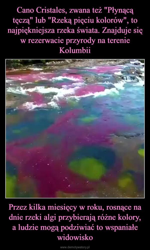 Przez kilka miesięcy w roku, rosnące na dnie rzeki algi przybierają różne kolory, a ludzie mogą podziwiać to wspaniałe widowisko –  