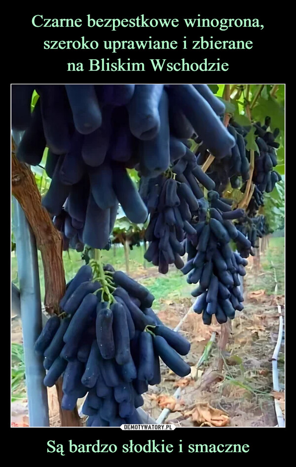 Czarne bezpestkowe winogrona, szeroko uprawiane i zbierane
na Bliskim Wschodzie Są bardzo słodkie i smaczne