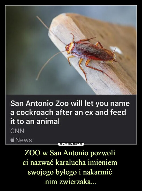 ZOO w San Antonio pozwoli 
ci nazwać karalucha imieniem 
swojego byłego i nakarmić 
nim zwierzaka...
