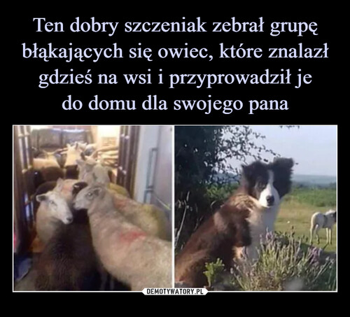 Ten dobry szczeniak zebrał grupę błąkających się owiec, które znalazł gdzieś na wsi i przyprowadził je
do domu dla swojego pana