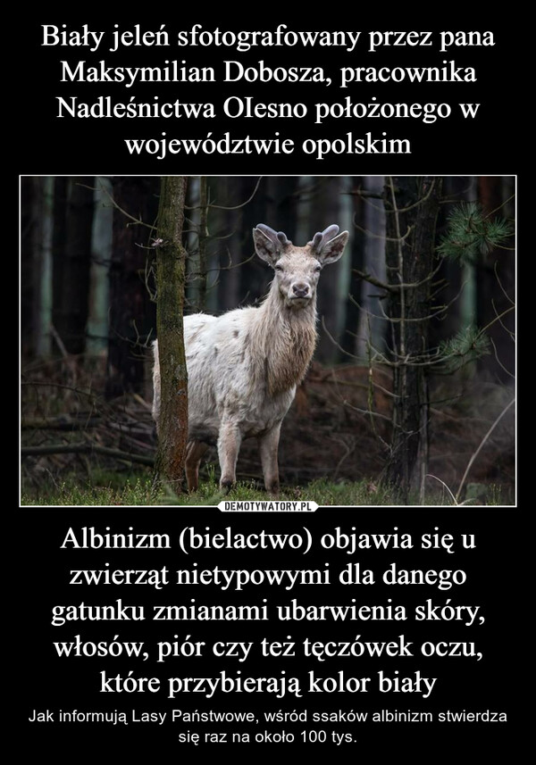 Albinizm (bielactwo) objawia się u zwierząt nietypowymi dla danego gatunku zmianami ubarwienia skóry, włosów, piór czy też tęczówek oczu, które przybierają kolor biały – Jak informują Lasy Państwowe, wśród ssaków albinizm stwierdza się raz na około 100 tys. 