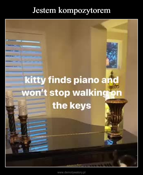  –  kitty finds piano andwon't stop walking onthe keysTWIT