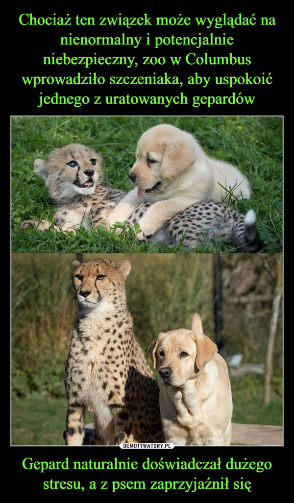 Gepard naturalnie doświadczał dużegostresu, a z psem zaprzyjaźnił się –  