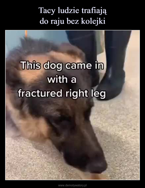  –  This dog came inwith afractured right leg