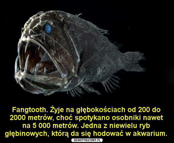 Fangtooth –  UNFangtooth. Żyje na głębokościach od 200 do2000 metrów, choć spotykano osobniki nawetna 5 000 metrów. Jedna z niewielu rybgłębinowych, którą da się hodować w akwarium.
