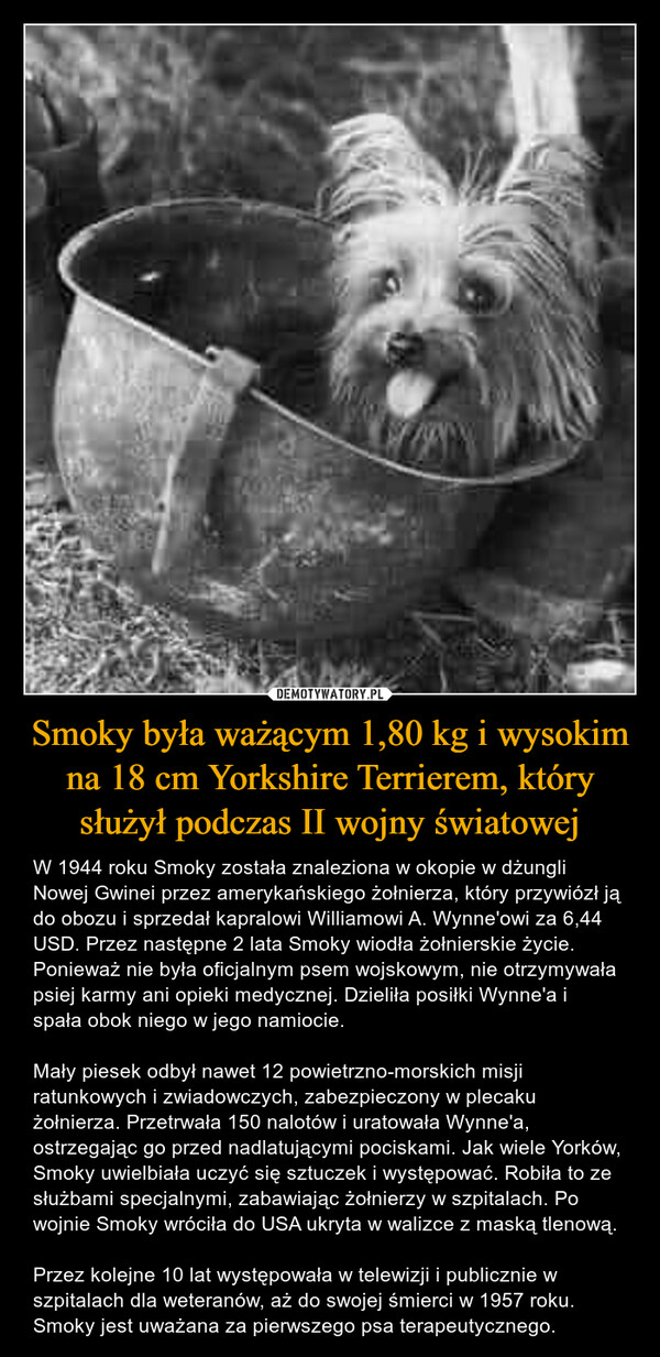 Smoky była ważącym 1,80 kg i wysokim na 18 cm Yorkshire Terrierem, który służył podczas II wojny światowej – W 1944 roku Smoky została znaleziona w okopie w dżungli Nowej Gwinei przez amerykańskiego żołnierza, który przywiózł ją do obozu i sprzedał kapralowi Williamowi A. Wynne'owi za 6,44 USD. Przez następne 2 lata Smoky wiodła żołnierskie życie. Ponieważ nie była oficjalnym psem wojskowym, nie otrzymywała psiej karmy ani opieki medycznej. Dzieliła posiłki Wynne'a i spała obok niego w jego namiocie.Mały piesek odbył nawet 12 powietrzno-morskich misji ratunkowych i zwiadowczych, zabezpieczony w plecaku żołnierza. Przetrwała 150 nalotów i uratowała Wynne'a, ostrzegając go przed nadlatującymi pociskami. Jak wiele Yorków, Smoky uwielbiała uczyć się sztuczek i występować. Robiła to ze służbami specjalnymi, zabawiając żołnierzy w szpitalach. Po wojnie Smoky wróciła do USA ukryta w walizce z maską tlenową.Przez kolejne 10 lat występowała w telewizji i publicznie w szpitalach dla weteranów, aż do swojej śmierci w 1957 roku. Smoky jest uważana za pierwszego psa terapeutycznego. 